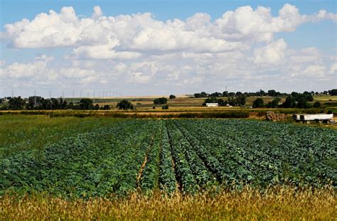 Safeway stops selling produce from Brighton farm because of federal labor investigation